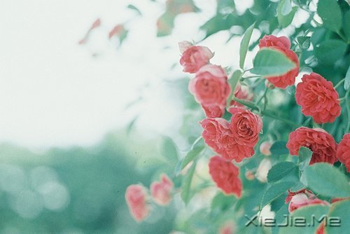 晚安心语：愿细水流年时，地老天荒 (2)
